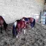 exte_poneys2